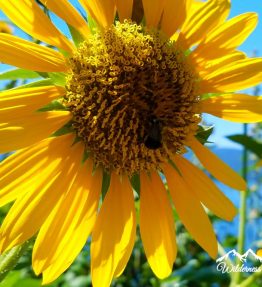 Sunflower Greeting Card