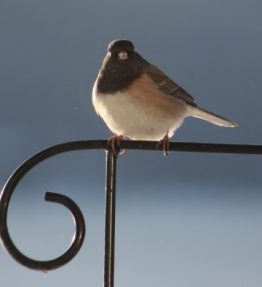 Chickadee Greeting Card